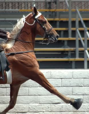 horse